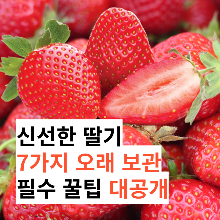  신선한 딸기, 7가지 오래 보관할 수 있는 필수 꿀팁 대공개