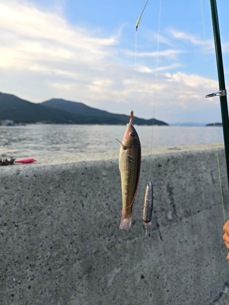  8월 남해 여행 (7) 미조항 방파제 구경 & 낚시!