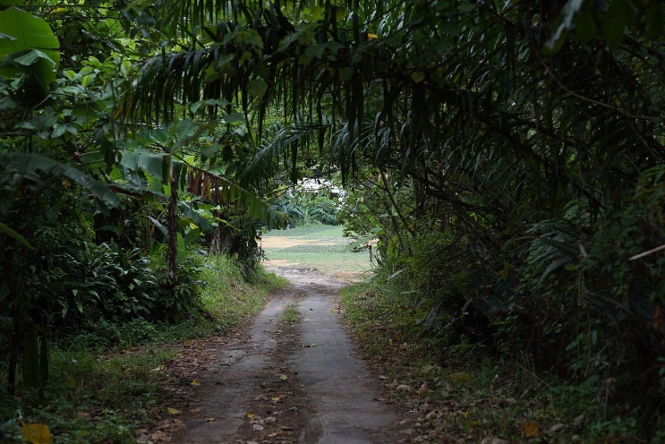  영시로 배우는 영어(2) "The Road Not Taken" by Robert Frost