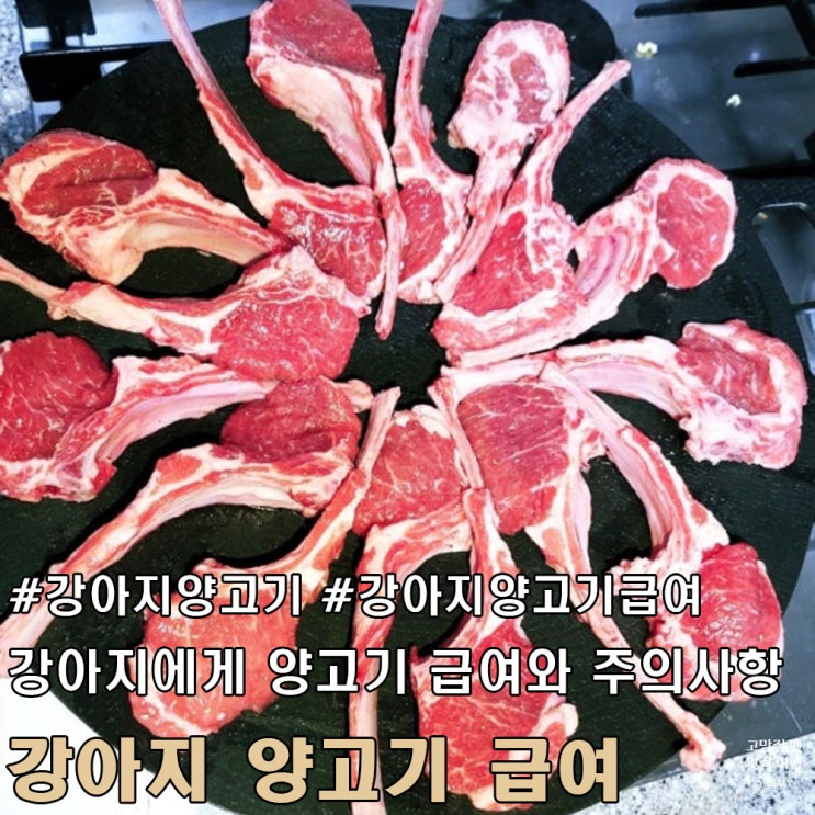  강아지에게 양고기를 먹여도 될까요?