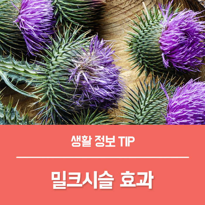  밀크시슬 효능 효과 간수치 관리 방법, 나의 선택은?