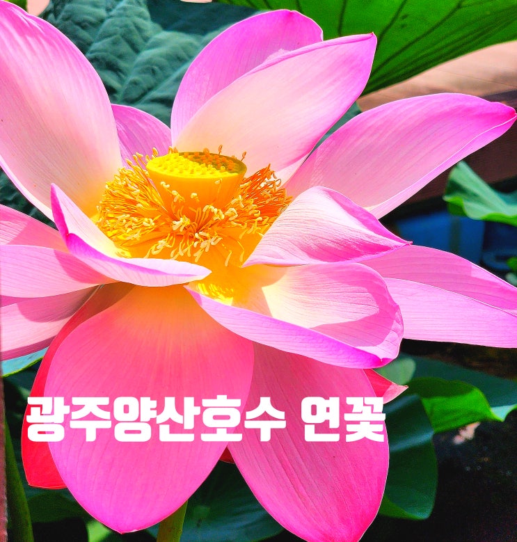  〔전남광주〕광주 양산호수공원 연꽃 만개-광주 연꽃 명소-광주 산책하기 좋은 곳-호수 전체 연꽃