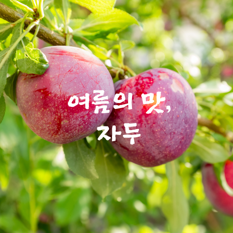  여름의 맛, 자두