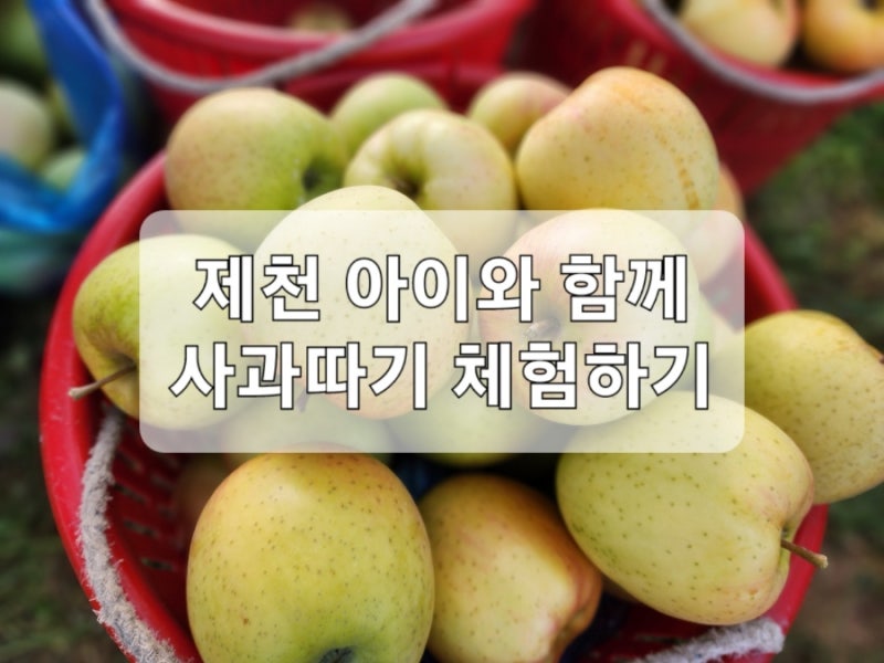 [제천 사과 따기체험]아이와 함께 다시 방문한 제천 사과 따기 체험 후기
