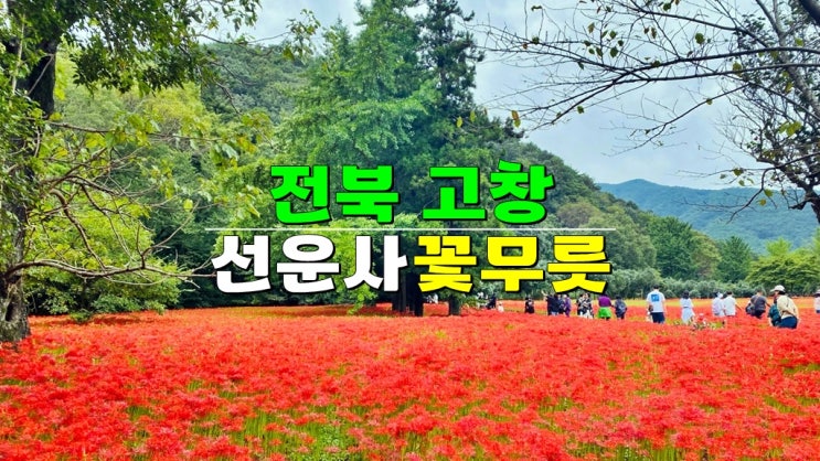 전북 고창 9월 가볼만한곳 · 선운사 꽃무릇 개화시기 입장료 · 상사화 선운산도립공원 트레킹 코스 전북 고창 9월 가볼만한곳 · 선운사 꽃무릇 개화시기 입장료 · 상사화 선운산도립공원 트레킹 코스