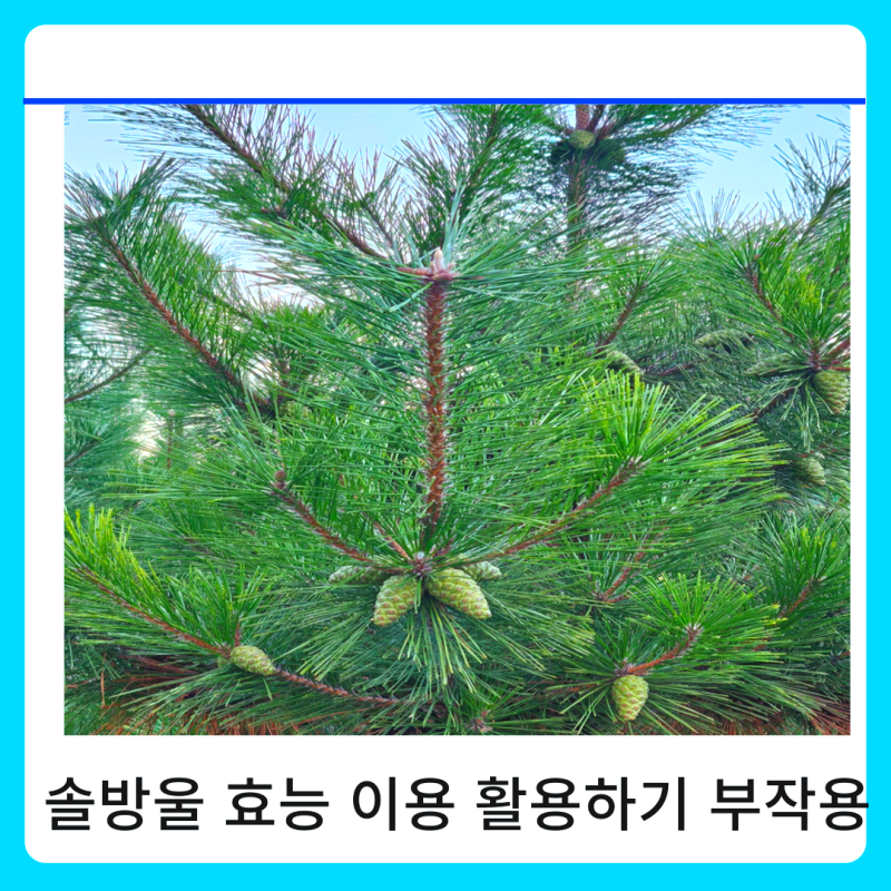솔방울 효능 이용 부작용 활용하기