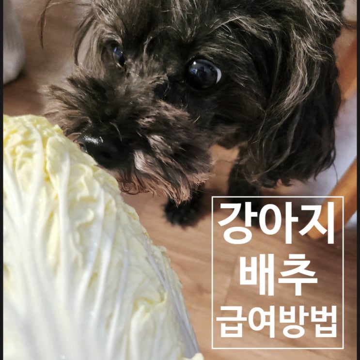  강아지 배추 급여방법 장점 주의사항