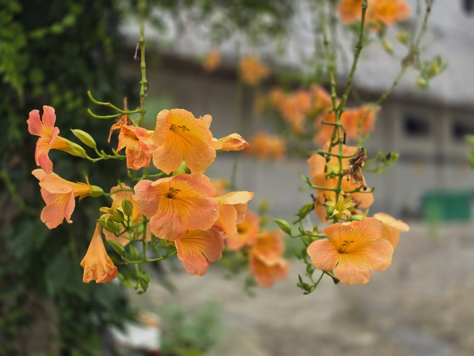 삼일식당 사진 4