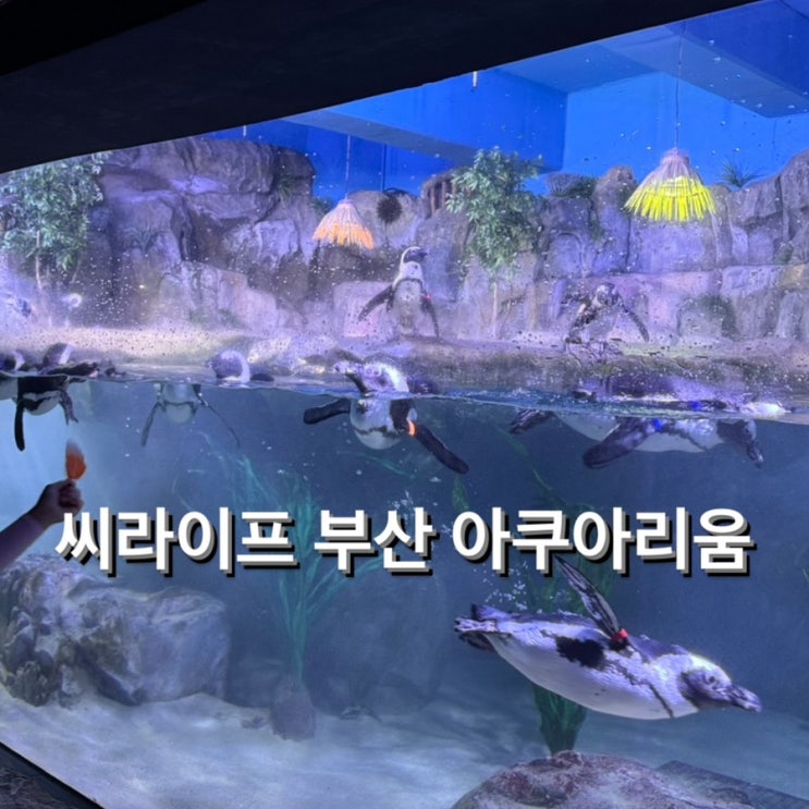  부산 아이랑 가볼 만한 곳 씨라이프부산아쿠아리움 네이버 예약, 공연 후기