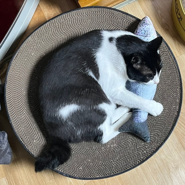  [고양이 비만세포종] 수술당일&1일차