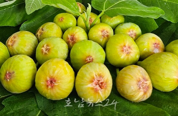  유명 빵집 케이크서 맛본 제철 무화과 알고보니 영암산