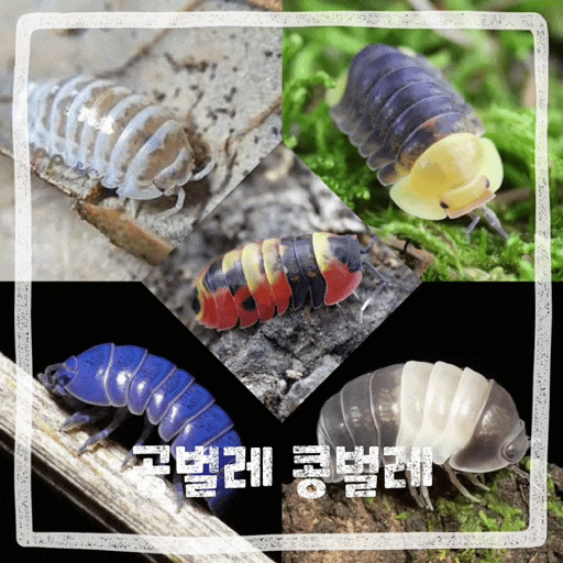  공벌레 해충 쥐며느리 차이 애완동물 콩벌레 먹이 키우기