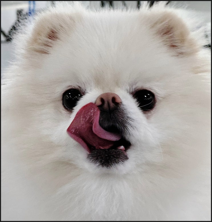  애견미용시장 남자 애견미용사 적극 추천! 블루오션 입니다