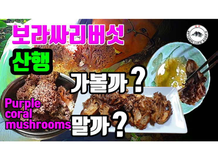 홍천 보라싸리 버섯산행 본격적으로 스타트업