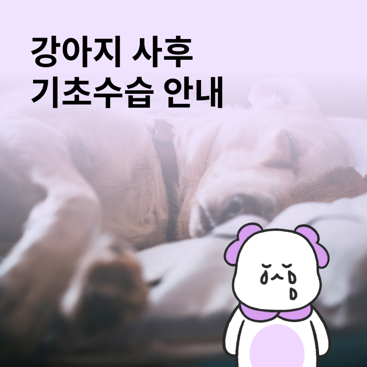  강아지 죽었을때 사체 사후 기초 수습 안내