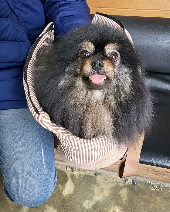 디위드동물병원 사진 6
