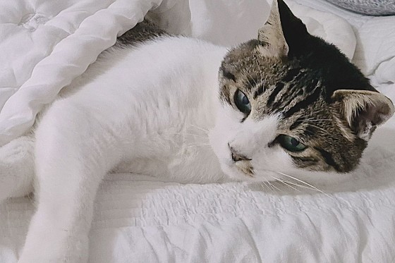 디위드동물병원 사진 4