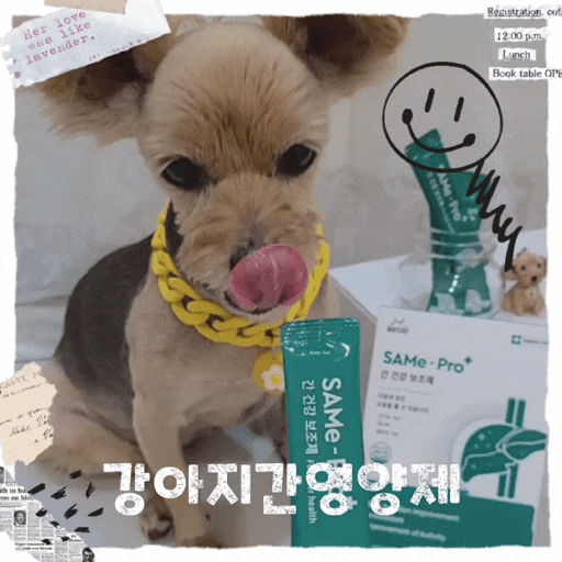  강아지 간수치 높을때 원인  간에 좋은 음식 간영양제 추천