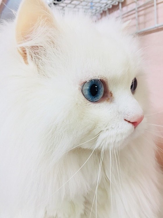 대공원동물병원 사진 4