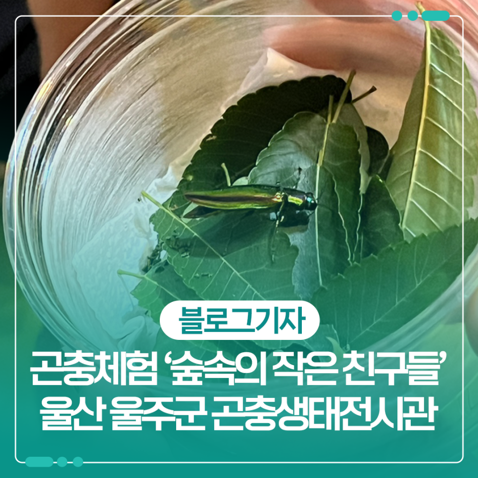숲속의작은친구들 울산곤충생태전시관 사진 1