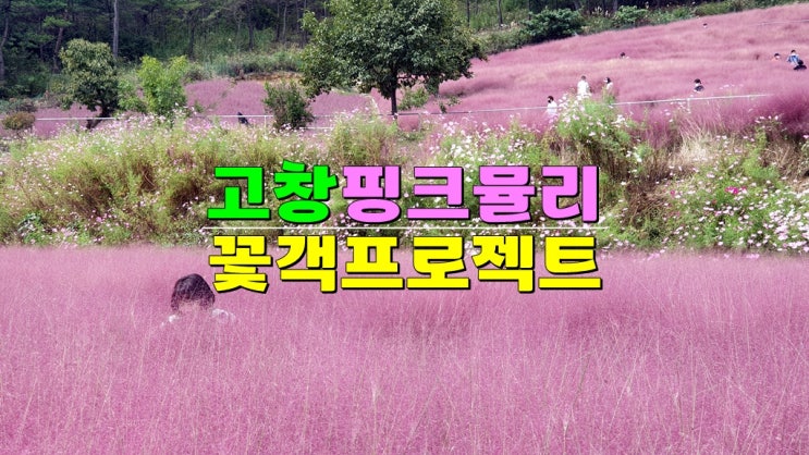 고창 가을 가볼만한곳 핑크뮬리명소 · 2024 꽃객프로젝트 꽃파티 (고창 핑크뮬리축제 개화시기) 고창 가을 가볼만한곳 핑크뮬리명소 · 2024 꽃객프로젝트 꽃파티 (고창 핑크뮬리축제 개화시기)