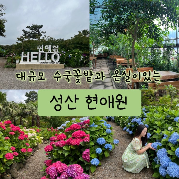  내돈내산 | 몽환적인 미스트 수국길과 색감이 다양한 성산 대규모수국꽃밭이 있는 제주 동쪽 가볼만한곳 “현애원”