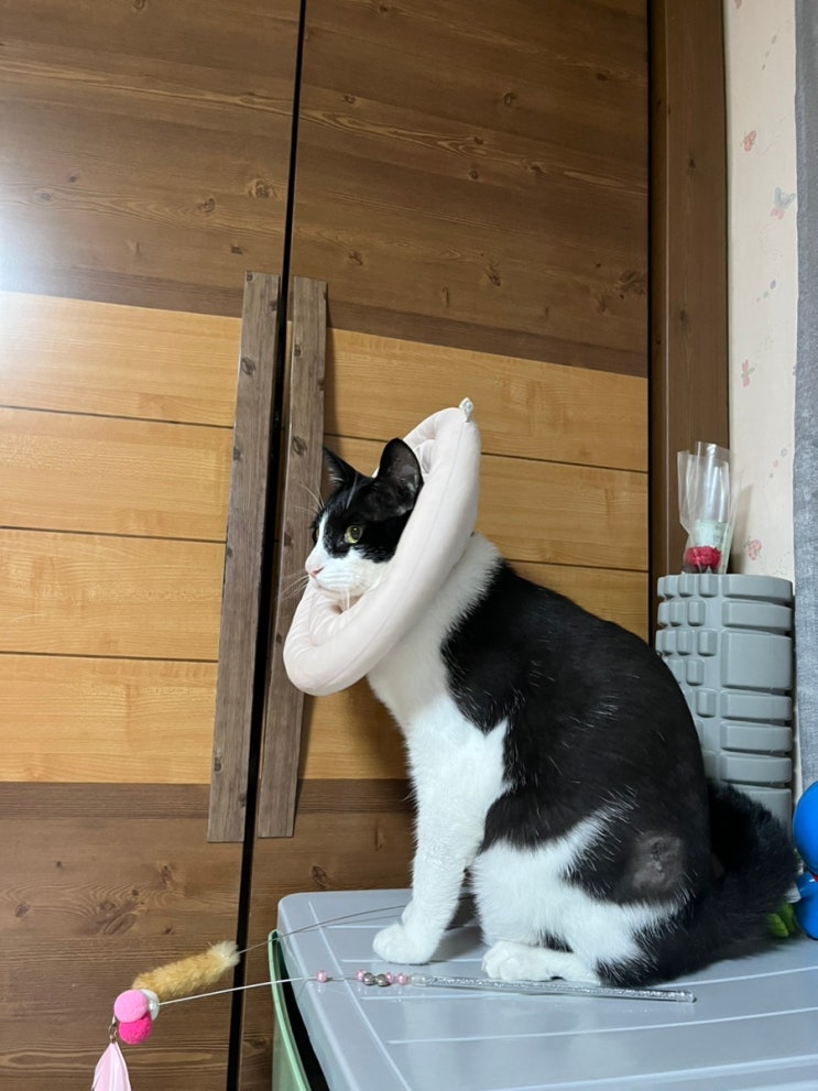  [고양이 비만세포종] 수술 2일차 & 3일차