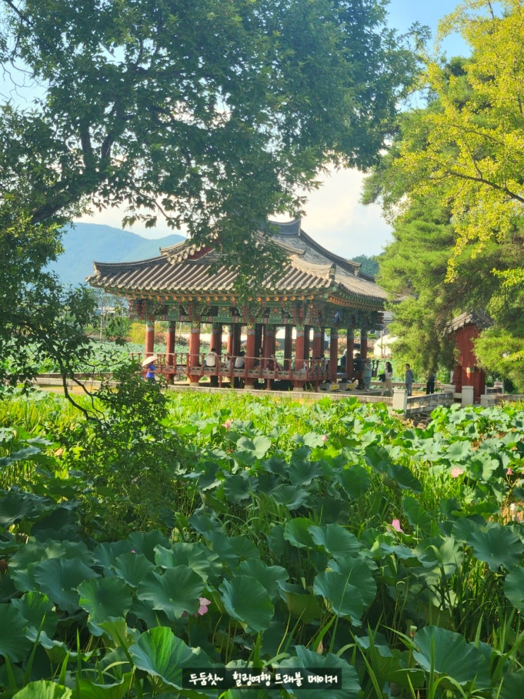  청도 유등지, 유등연지 배롱나무 명소, 낙대폭포 데이트 코스 추천