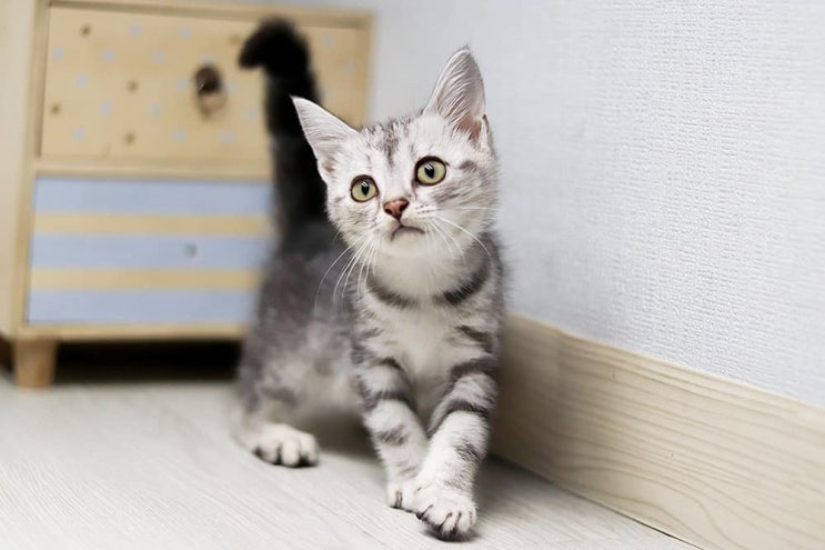  고양이 간 영양제, 글루타치온