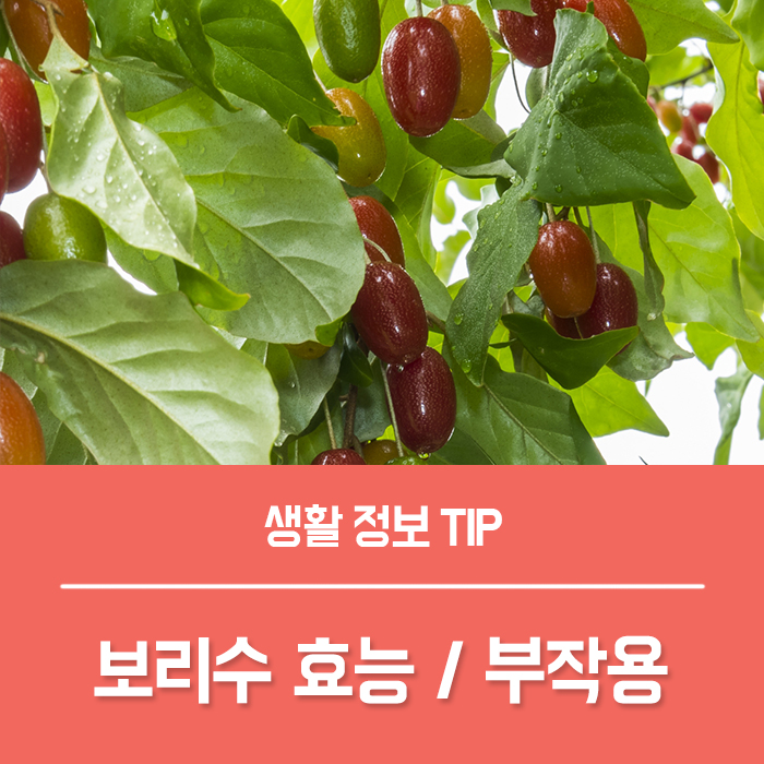  보리수열매 효능, 보리수 효능 부작용은?