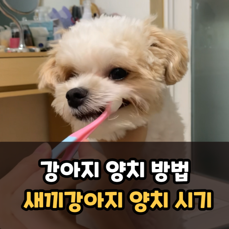  강아지 양치 방법은? 새끼강아지 양치 시기