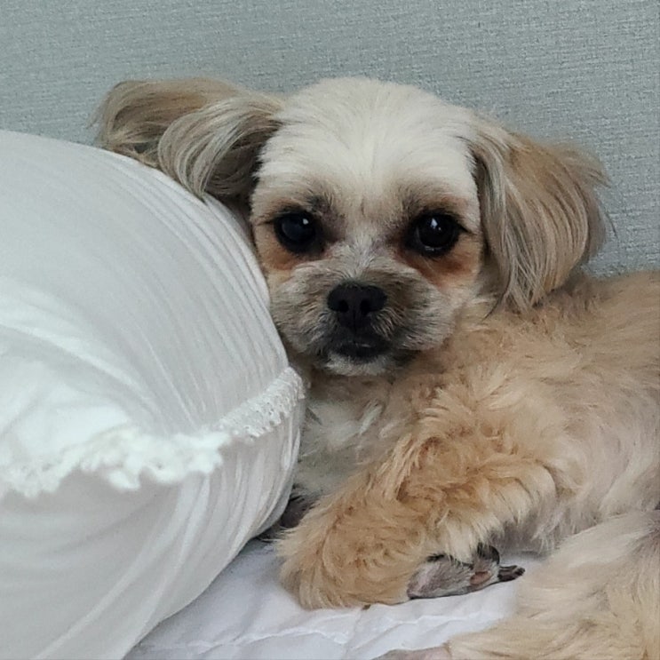  봄이는 시골 강아지? 엄마집사눈엔 예쁨!예쁨~ 못말리는 봄이를 향한 콩깍지 사랑~^^