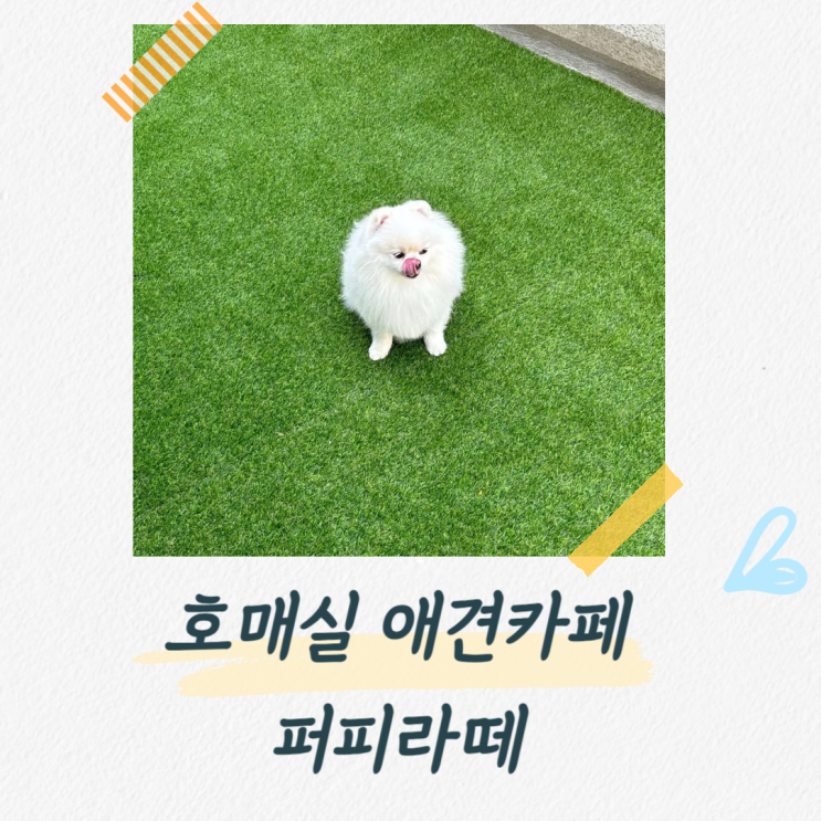  수원 호매실 실내, 실외 애견카페 퍼피라떼