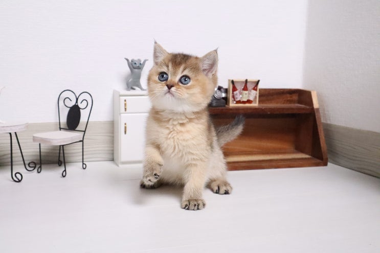  새끼고양이 코막힘 해결