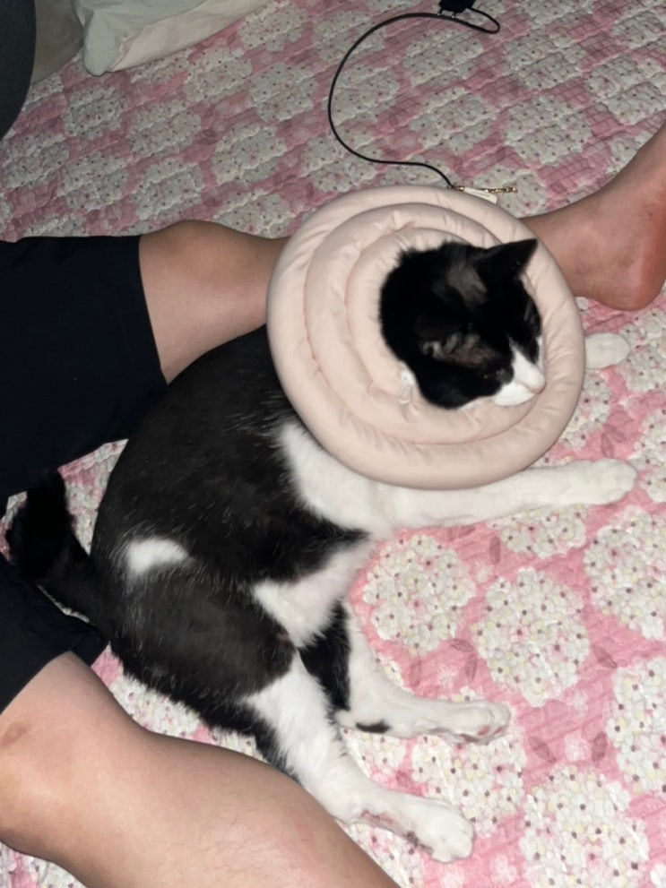  [고양이 비만세포종] 수술 4일차 & 5일차