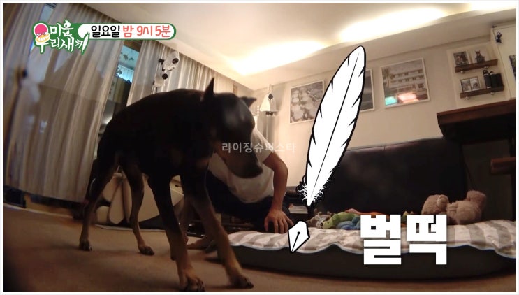  미운우리새끼 배정남 반려견벨 모벤져스 정남하우스 목디스크 전신마비 인테리어 특급케어 마사지 영양식 재활케어센터 후유증 위기 8주년특집
