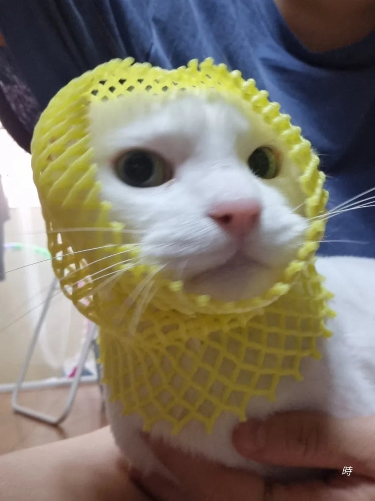  여름엔 털 복숭아를 먹어요