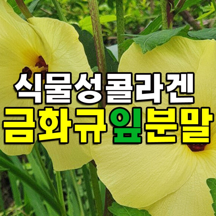  금화규 잎 분말(Sunset hibiscus leaf powder)
