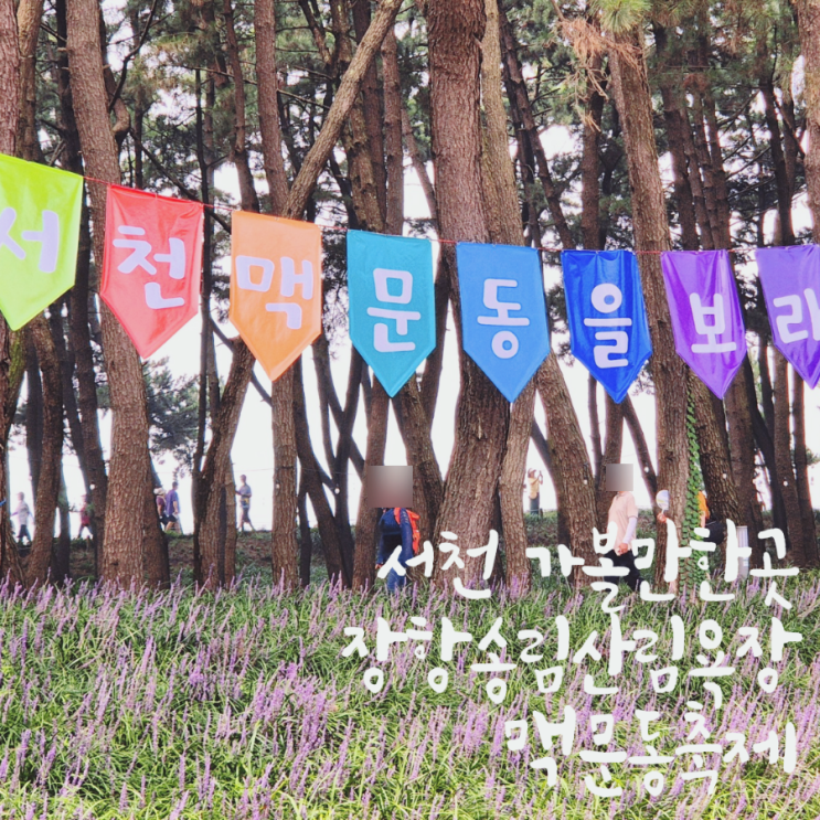  서천 맥문동축제 장항 송림산림욕장 서천 맥문동 명소