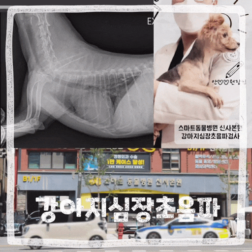  강아지 심장초음파검사 노견 건강검진 후기 강남압구정 스마트동물병원 신사본원