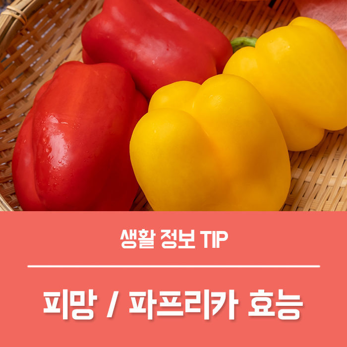  피망 파프리카 차이, 파프리카의 효능 피망 효능 부작용은?