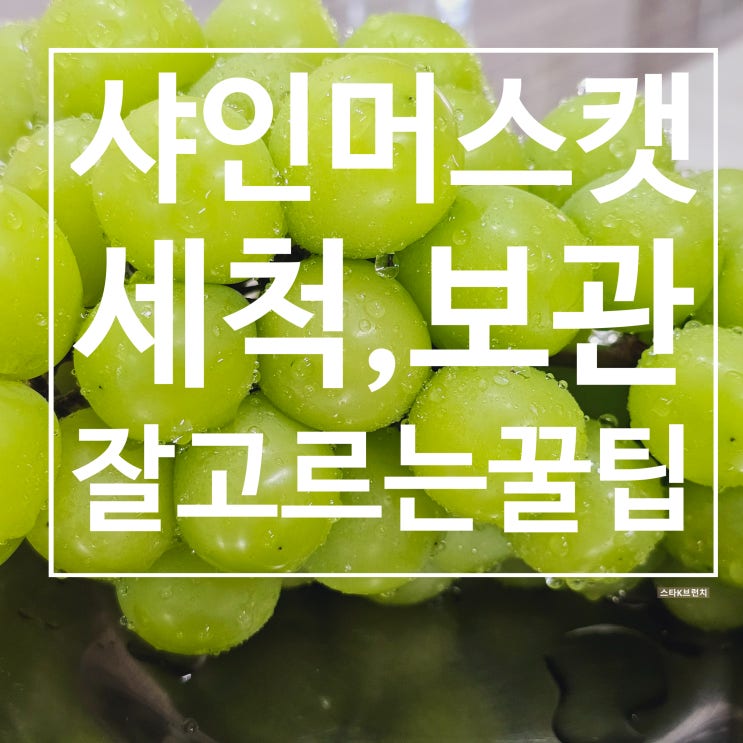  샤인머스캣 세척 및 보관방법 당도 높은 제품 고르는 꿀팁