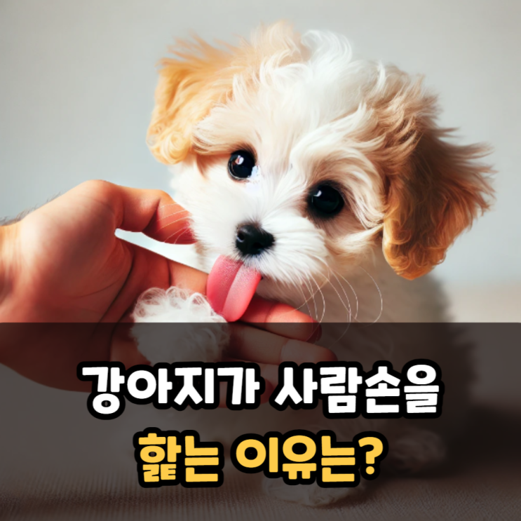  강아지가 사람손을 핥는 이유는?