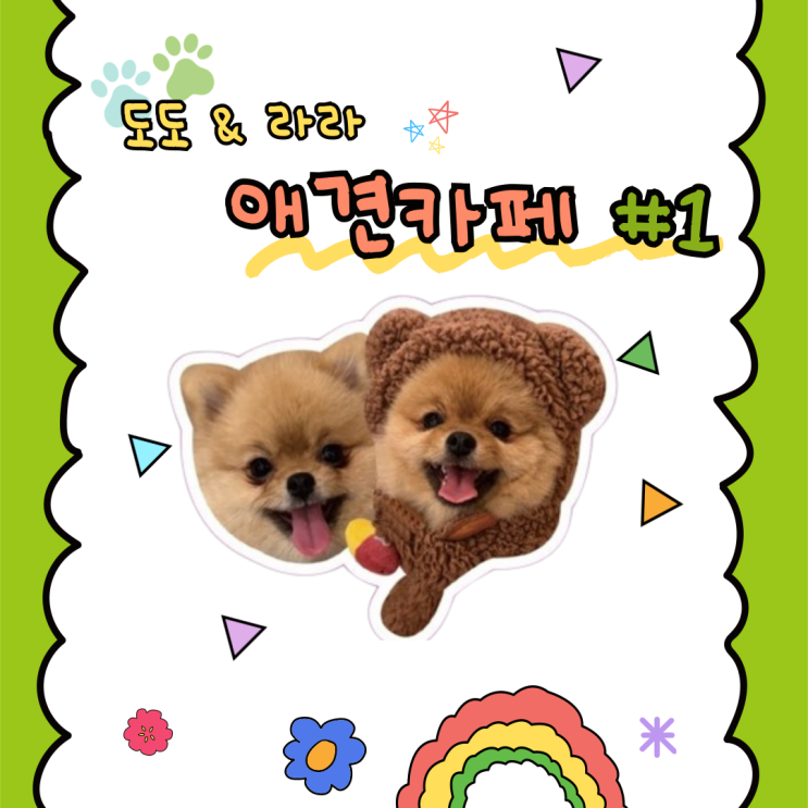  (내돈 내산) 루프탑 수영장이 있는 답십리 애견 동반 카페 브릭독