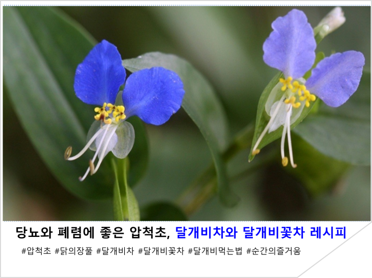  당뇨와 폐렴에 좋은 압척초, 달개비차와 달개비꽃차 레시피