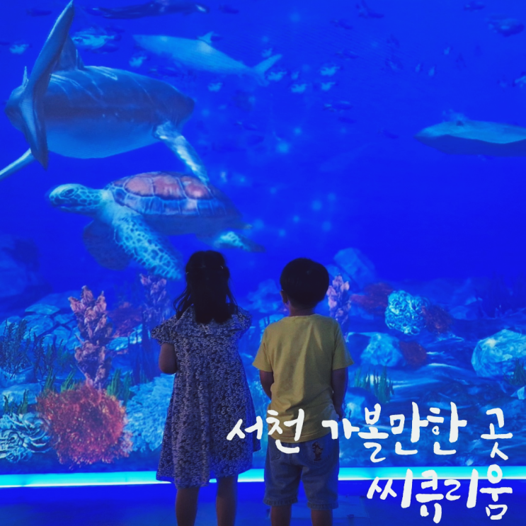 서천 아이랑 가볼만한 곳 씨큐리움, 가족 나들이로 딱!