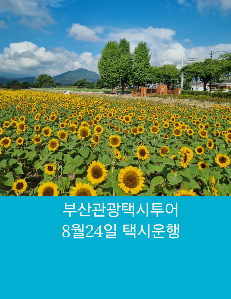  부산택시투어 부산관광택시 경주 효도여행 어떠세요?