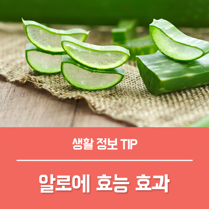  알로에 효과 먹는 알로에 효능 알로에겔 부작용 총정리!