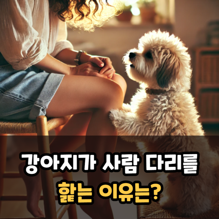  강아지 다리핥는 이유