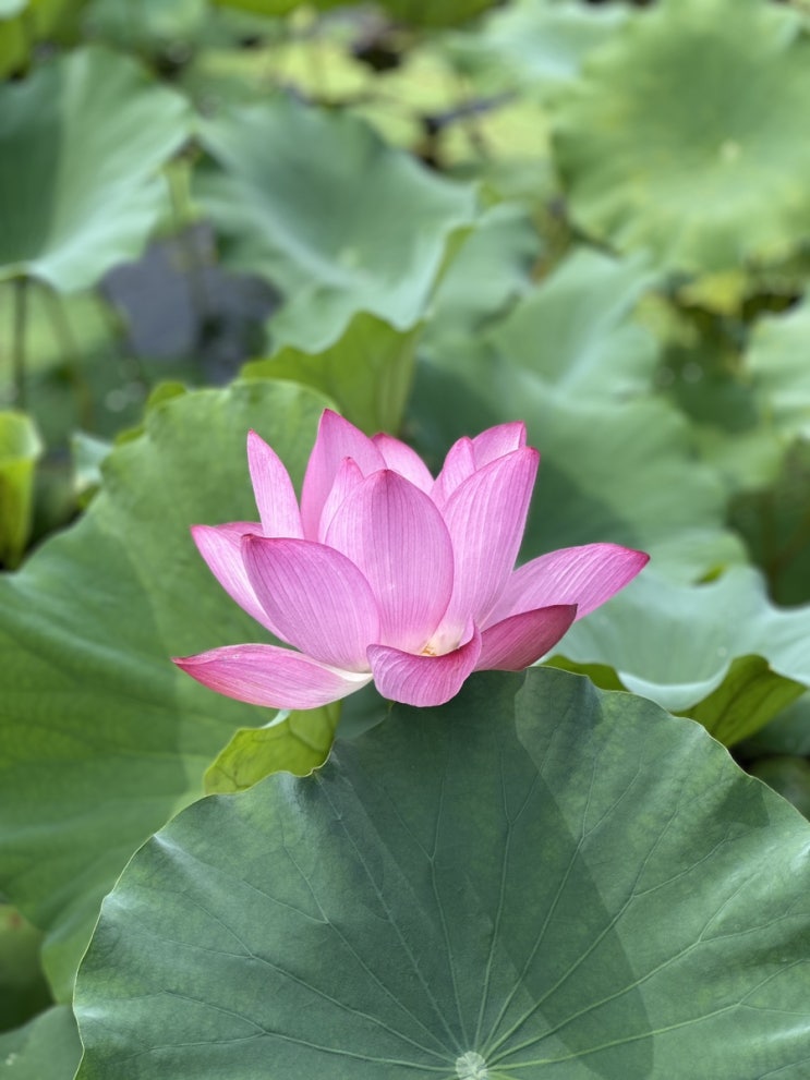  0819-0825 / 언제까지 더워요?